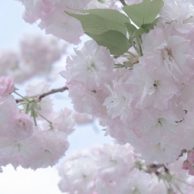 Furry插画素材分享福瑞交流群